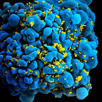 Lymphocytes
