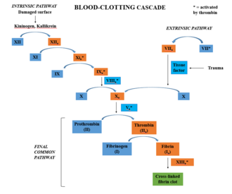 Blood clotting