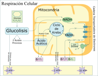 Aerobic respiration