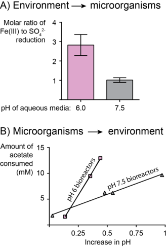 Anaerobic respiration