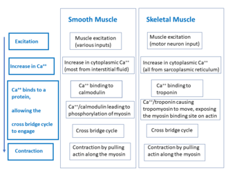 Muscle contraction