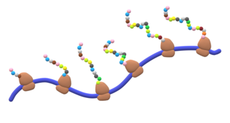Protein synthesis