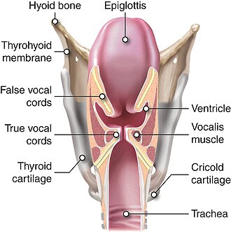 Larynx