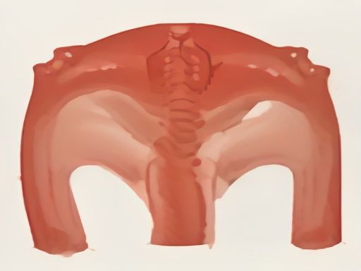 Rib