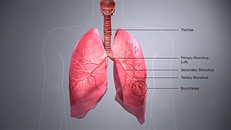 Bronchus