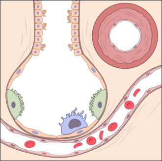 Alveoli