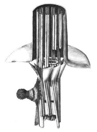 Cilia