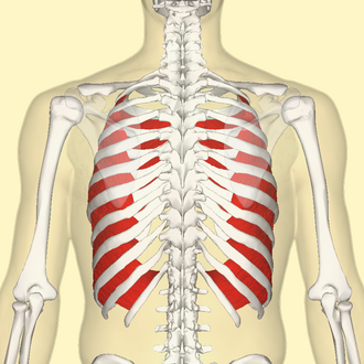 Intercostal muscle