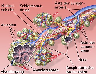 Bronchiole