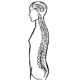central nervous system