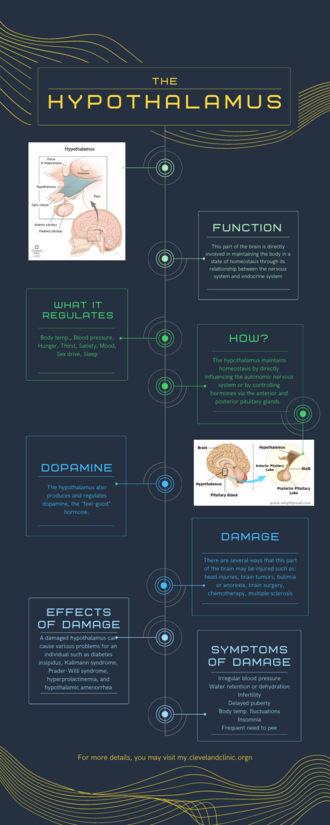 hypothalamus