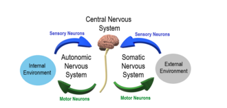 peripheral nervous system