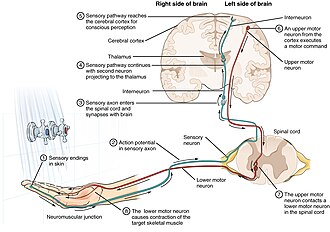 sensory neuron