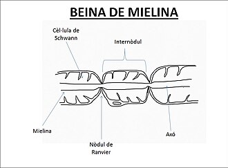 Myelin sheath