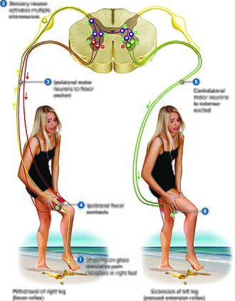 reflex arc