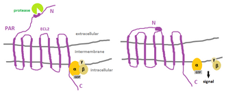 receptor