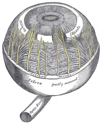 Ciliary muscle