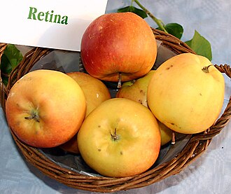 Retina