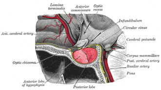 Pituitary gland