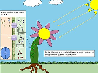 Phototropism