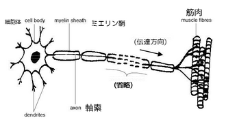 motor neuron