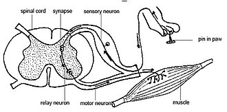 relay neuron