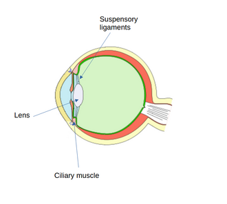 Suspensory ligament