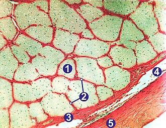 Optic nerve