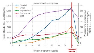 Hormone