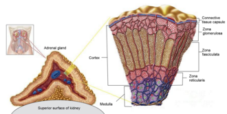 Adrenal gland