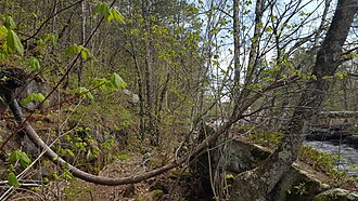 Geotropism
