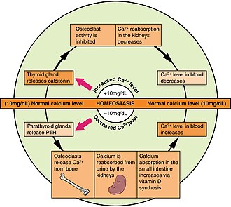 Homeostasis