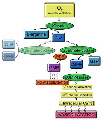 Vasodilation