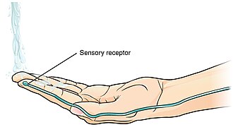 Thermoreceptor