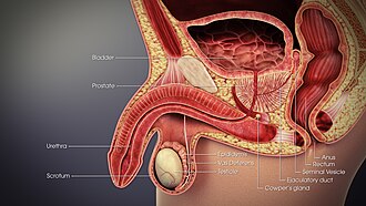 Sperm duct