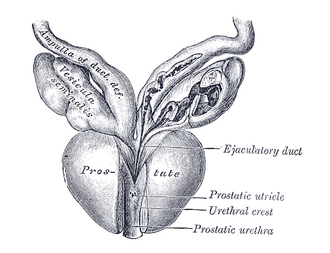 Prostate gland