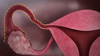Oviduct