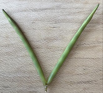 Follicle