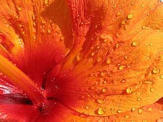 Petal