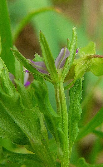 Sepal