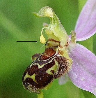 Self-pollination