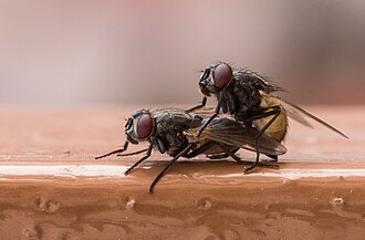 Sexual reproduction