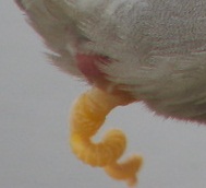 Penis