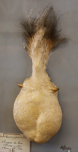 scrotum