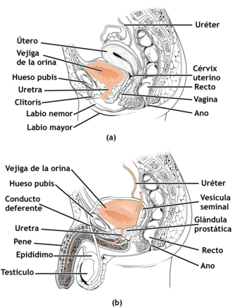 Urethra