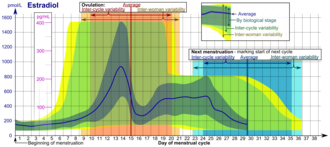 Menstrual cycle