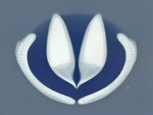Condom
