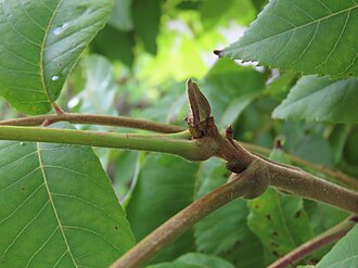 Petiole