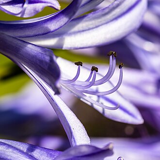 Stamen
