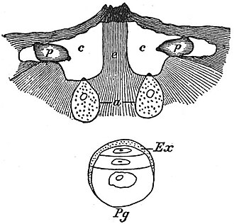 Pollen tube